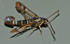 Synanthedon tipuliformis by (c) Steve Kerr, some rights reserved (CC BY), uploaded by Steve Kerr. Used under a CC-BY license.