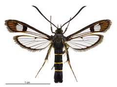 Synanthedon tipuliformis by (c) Birgit E. Rhode, Landcare Research New Zealand Ltd, some rights reserved (CC BY). Used under a CC-BY license.