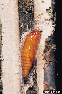 Synanthedon tipuliformis by (c) Gyorgy Csoka, some rights reserved (CC BY). Used under a CC-BY license.