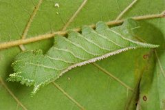 Ceratomia amyntor by (c) Kevin Ripka, some rights reserved (CC BY). Used under a CC-BY license.