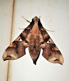 Callionima parce by (c) Gerry van Tonder, some rights reserved (CC BY), uploaded by Gerry van Tonder. Used under a CC-BY license.