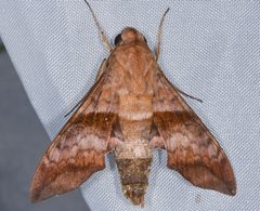 Perigonia lusca by (c) Don Loarie, some rights reserved (CC BY), uploaded by Don Loarie. Used under a CC-BY license.