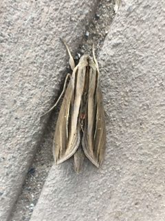 Phryxus caicus by (c) eamonccorbett, some rights reserved (CC BY), uploaded by eamonccorbett. Used under a CC-BY license.