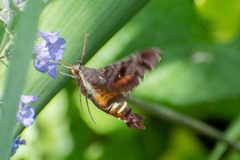 Amphion floridensis by (c) Andrew Hrycyna, some rights reserved (CC BY), uploaded by Andrew Hrycyna. Used under a CC-BY license.