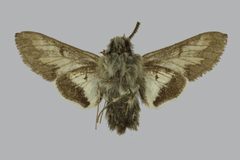 Euproserpinus euterpe by (c) The Trustees of the Natural History Museum, London, some rights reserved (CC BY). Used under a CC-BY license.