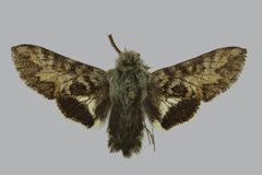 Euproserpinus euterpe by (c) The Trustees of the Natural History Museum, London, some rights reserved (CC BY). Used under a CC-BY license.