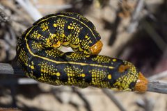 Hyles lineata by (c) Ken-ichi Ueda, some rights reserved (CC BY), uploaded by Ken-ichi Ueda. Used under a CC-BY license.
