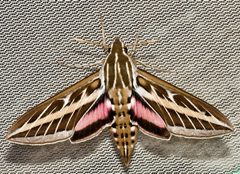 Hyles lineata by (c) Michelle W. （鍾偉瑋）, some rights reserved (CC BY), uploaded by Michelle W. （鍾偉瑋）. Used under a CC-BY license.