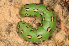 Hyles lineata by (c) Judy Gallagher, some rights reserved (CC BY). Used under a CC-BY license.