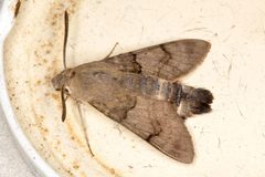 Macroglossum by (c) Drepanostoma, some rights reserved (CC BY), uploaded by Drepanostoma. Used under a CC-BY license.