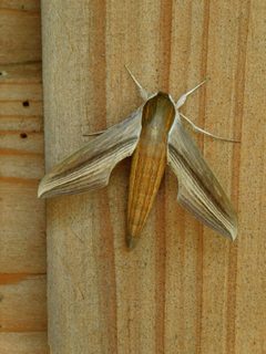 Xylophanes tersa by (c) Michael J. Papay, some rights reserved (CC BY), uploaded by Michael J. Papay. Used under a CC-BY license.