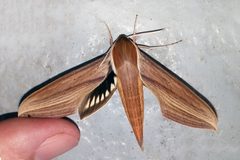Xylophanes tersa by (c) Kristof Zyskowski, some rights reserved (CC BY), uploaded by Kristof Zyskowski. Used under a CC-BY license.