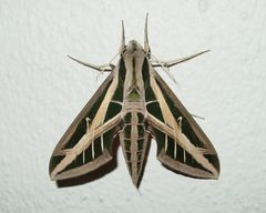 Eumorpha fasciatus by (c) pondhawk, some rights reserved (CC BY). Used under a CC-BY license.