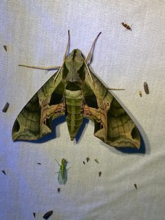 Eumorpha pandorus by (c) David George, some rights reserved (CC BY), uploaded by David George. Used under a CC-BY license.