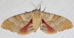 Pachysphinx occidentalis by (c) Pinnacles National Park, some rights reserved (CC BY), uploaded by Pinnacles National Park. Used under a CC-BY license.