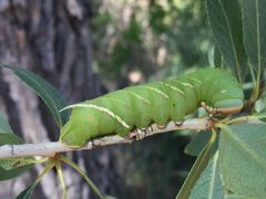 Pachysphinx occidentalis by no rights reserved, uploaded by Robbie Hannawacker. Used under a CC0 license.