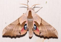 Smerinthus saliceti by (c) Laura Gaudette, some rights reserved (CC BY), uploaded by Laura Gaudette. Used under a CC-BY license.