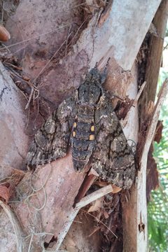 Cocytius antaeus by (c) Kristof Zyskowski, some rights reserved (CC BY), uploaded by Kristof Zyskowski. Used under a CC-BY license.