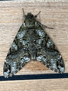Cocytius duponchel by (c) Rosario, some rights reserved (CC BY), uploaded by Rosario. Used under a CC-BY license.