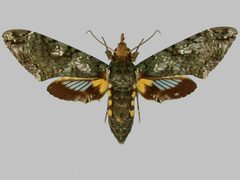 Cocytius by (c) 
The Trustees of the Natural History Museum, London, some rights reserved (CC BY). Used under a CC-BY license.