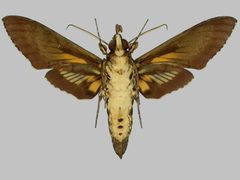 Cocytius by (c) 
The Trustees of the Natural History Museum, London, some rights reserved (CC BY). Used under a CC-BY license.