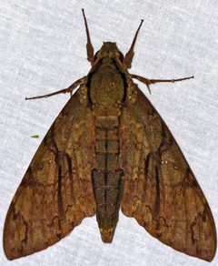 Cocytius by (c) Bernard DUPONT, some rights reserved (CC BY). Used under a CC-BY license.