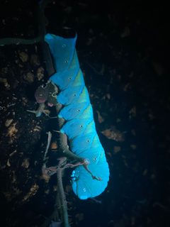 Manduca by (c) Nick Tobler (Cowturtle), some rights reserved (CC BY), uploaded by Nick Tobler (Cowturtle). Used under a CC-BY license.
