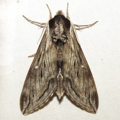 Sphinx poecila by (c) Fyn Kynd, some rights reserved (CC BY). Used under a CC-BY license.