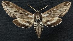 Sphinx poecila by (c) Doug Macaulay, some rights reserved (CC BY), uploaded by Doug Macaulay. Used under a CC-BY license.