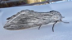 Sphinx asellus by (c) Sue Carnahan, some rights reserved (CC BY), uploaded by Sue Carnahan. Used under a CC-BY license.