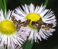 Thyrididae by (c) christine123, some rights reserved (CC BY), uploaded by christine123. Used under a CC-BY license.