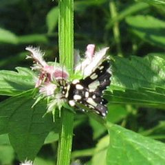 Pseudothyris sepulchralis by (c) Donna Fernstrom, some rights reserved (CC BY), uploaded by Donna Fernstrom. Used under a CC-BY license.