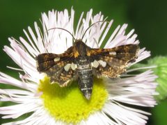 Thyris maculata by (c) Dan MacNeal, some rights reserved (CC BY), uploaded by Dan MacNeal. Used under a CC-BY license.