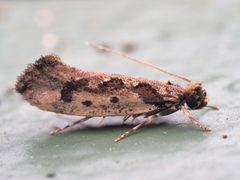 Erechthias by (c) Saryu Mae 前 朝琉, some rights reserved (CC BY), uploaded by Saryu Mae 前 朝琉. Used under a CC-BY license.