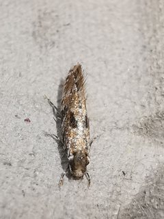 Nemapogon cloacella by no rights reserved, uploaded by Matthew Wilkinson. Used under a CC0 license.