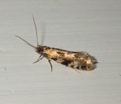 Nemapogon cloacella by no rights reserved, uploaded by Andreas Manz. Used under a CC0 license.