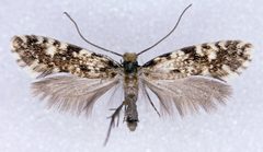 Nemapogon cloacella by (c) Dave, some rights reserved (CC BY), uploaded by Dave. Used under a CC-BY license.