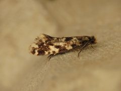 Nemapogon cloacella by (c) Donald Hobern, some rights reserved (CC BY). Used under a CC-BY license.