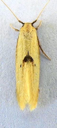 Opogona arizonensis by (c) jimeckert49, some rights reserved (CC BY). Used under a CC-BY license.