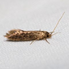 Opogona omoscopa by (c) Ken-ichi Ueda, some rights reserved (CC BY), uploaded by Ken-ichi Ueda. Used under a CC-BY license.