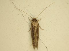 Opogona omoscopa by (c) Saryu Mae 前 朝琉, some rights reserved (CC BY), uploaded by Saryu Mae 前 朝琉. Used under a CC-BY license.