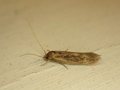 Opogona omoscopa by (c) Saryu Mae 前 朝琉, some rights reserved (CC BY), uploaded by Saryu Mae 前 朝琉. Used under a CC-BY license.