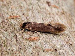 Opogona omoscopa by (c) Grey Smith, some rights reserved (CC BY), uploaded by Grey Smith. Used under a CC-BY license.