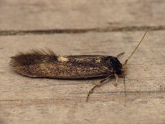 Opogona omoscopa by (c) Donald Hobern, some rights reserved (CC BY). Used under a CC-BY license.