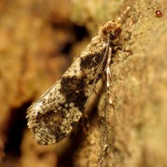 Scardiella approximatella by (c) Katja Schulz, some rights reserved (CC BY). Used under a CC-BY license.