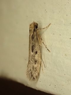 Tinea pallescentella by (c) Saryu Mae 前 朝琉, some rights reserved (CC BY), uploaded by Saryu Mae 前 朝琉. Used under a CC-BY license.