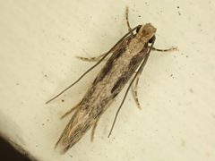 Tinea pallescentella by (c) Saryu Mae 前 朝琉, some rights reserved (CC BY), uploaded by Saryu Mae 前 朝琉. Used under a CC-BY license.