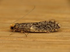 Monopis laevigella by (c) Donald Hobern, some rights reserved (CC BY). Used under a CC-BY license.