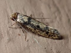 Niditinea fuscella by (c) Julia Beach, some rights reserved (CC BY), uploaded by Julia Beach. Used under a CC-BY license.