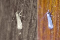 Tineola bisselliella by (c) Георгий Виноградов (Georgy Vinogradov), some rights reserved (CC BY), uploaded by Георгий Виноградов (Georgy Vinogradov). Used under a CC-BY license.